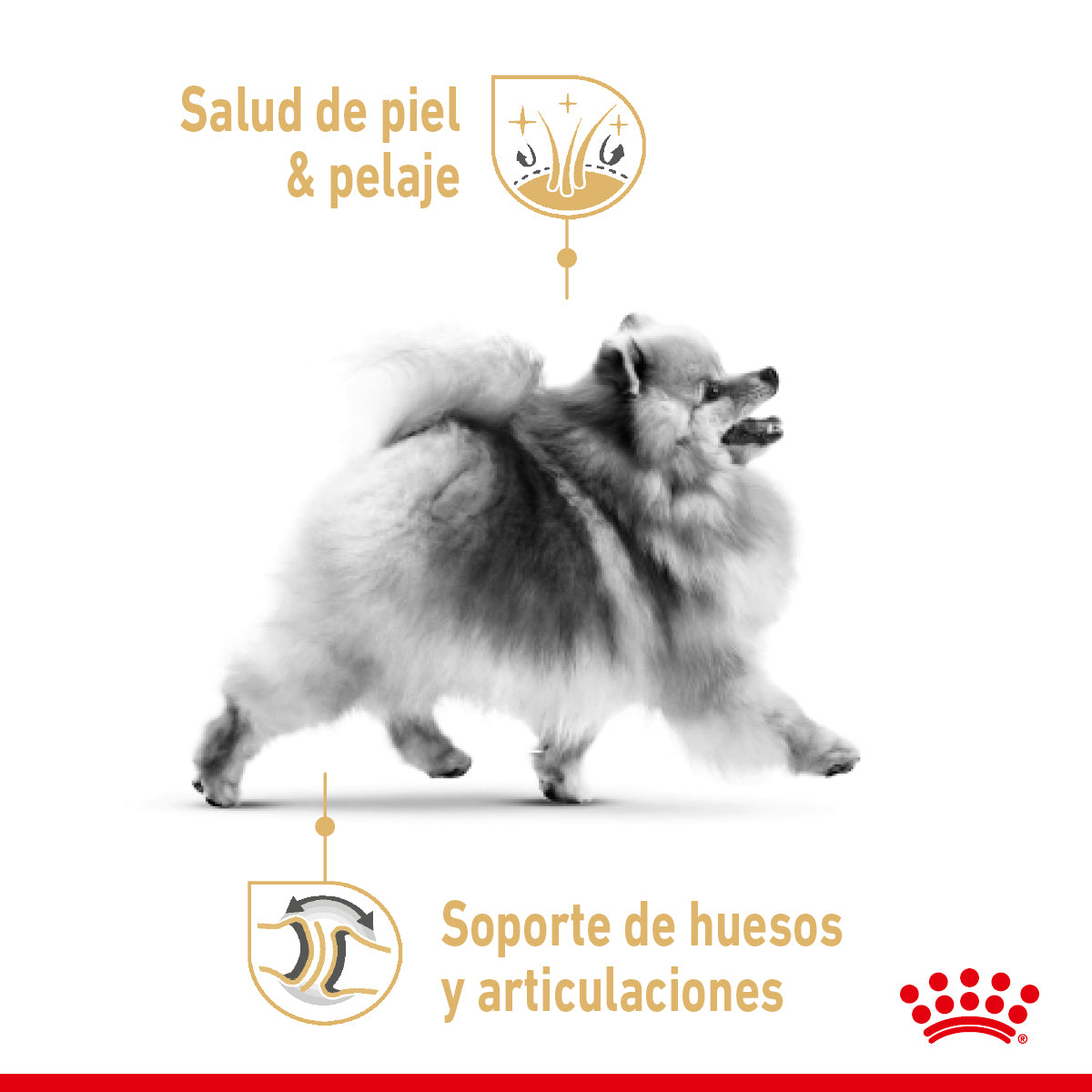 Royal Canin Pomerian Adult 1.1 Kg - Alimento Para Perro Pomeriano Royal Canin Pomerian Adult 1.1 Kg - Alimento Para Perro Pomeriano